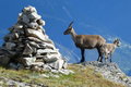 Empfangskomitee vor der Wiwannihütte