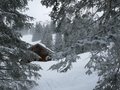 Steibode