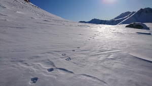 Wolfsspuren südwestlich der Mazzaspitz auf ca. 2600m