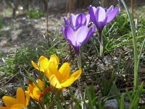 Frühling zu Hause