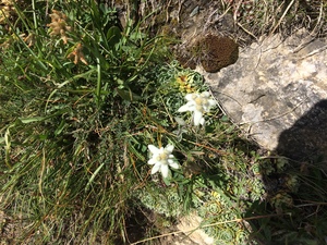 Edelweiss