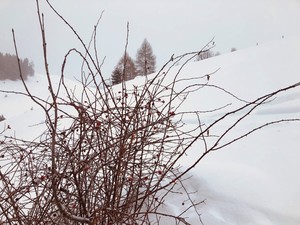 Zeige Bild