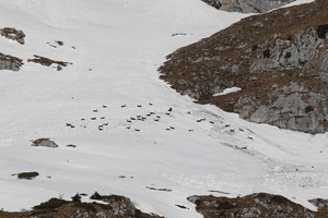 Gämsen in der Südflanke der Bürglen