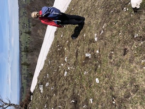Letzter Schnee mit Krokussen
