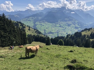 Zeige Bild