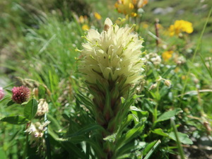 Kugelglockenblume