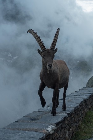 Besuch um die Hütte am Abend
