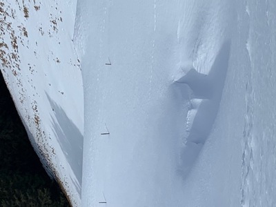 Schneebug
