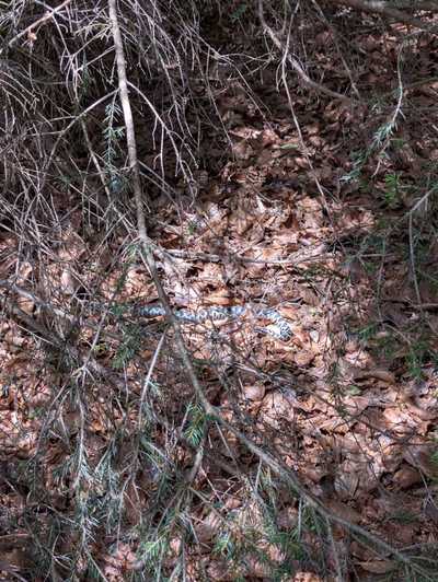 eine andere Begleiterin