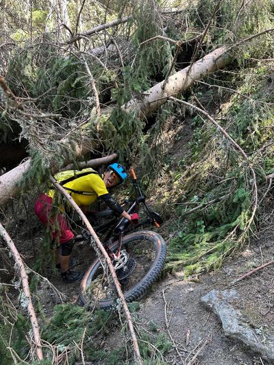 zu schwer war der Schnee im Winter